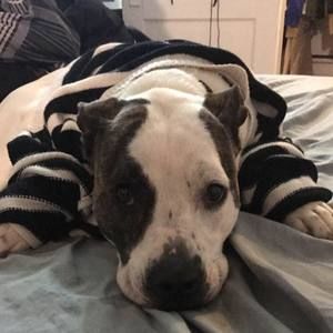 Meet your Posher, Brittney